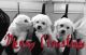 Bichon Frise Puppies for sale in Racine, WI, USA. price: NA
