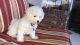 Bichon Frise Puppies for sale in Orlando, FL, USA. price: $1,800