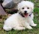 Bichon Frise Puppies for sale in 908 W 5th St, Coffeyville, KS 67337, USA. price: NA