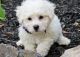 Bichon Frise Puppies for sale in 8901 Washington St, Kansas City, MO 64114, USA. price: $500