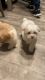 Bichon Frise Puppies for sale in Dracut, MA 01826, USA. price: NA