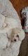 Bichon Frise Puppies for sale in 17222 N Central Ave, Phoenix, AZ 85022, USA. price: NA