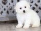 Bichon Frise Puppies for sale in Lawrenceville, GA, USA. price: NA