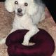 Bichon Frise Puppies for sale in Brooklyn, NY, USA. price: NA