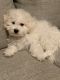 Bichon Frise Puppies for sale in Springfield, MA, USA. price: $1,200