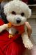 Bichon Frise Puppies for sale in San Diego, CA 92130, USA. price: NA