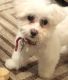Bichon Frise Puppies for sale in 7646 Muirfield Pl, Indianapolis, IN 46237, USA. price: $600