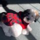Bichon Frise Puppies for sale in New Brunswick, NJ 08902, USA. price: $850