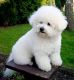 Bichon Frise Puppies for sale in Mt Vernon, NY, USA. price: NA