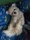 Bichon Frise Puppies for sale in Kissimmee, FL, USA. price: NA