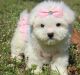 Bichon Frise Puppies for sale in Knoxville, TN, USA. price: $500
