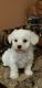 Bichon Frise Puppies for sale in Riverside, CA 92509, USA. price: $1,300