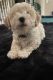 Bichon Frise Puppies for sale in Merced, CA, USA. price: $400