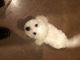 Bichon Frise Puppies for sale in Canton, MS 39046, USA. price: $800