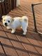 Bichon Frise Puppies for sale in Middle River, MD, USA. price: $550