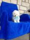 Bichon Frise Puppies for sale in Birmingham, AL 35201, USA. price: $500