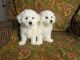 Bichon Frise Puppies for sale in Rochester, MN, USA. price: NA