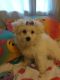 Bichon Frise Puppies for sale in South Daytona, FL 32119, USA. price: $950