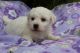 Bichon Frise Puppies for sale in New York, NY, USA. price: $500