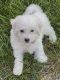 Bichon Frise Puppies for sale in Kennett Square, PA 19348, USA. price: NA
