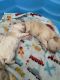 Bichon Frise Puppies for sale in Merced, CA, USA. price: $500