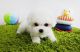 Bichon Frise Puppies for sale in Los Angeles, CA, USA. price: $300