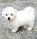 Bichon Frise Puppies for sale in Pell City, AL, USA. price: NA