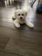 Bichon Frise Puppies for sale in Indian Land, SC 29707, USA. price: $1,000