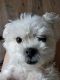 Bichon Frise Puppies for sale in Tampa, FL, USA. price: NA