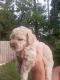 Bichon Frise Puppies for sale in Azalea Park, FL 32807, USA. price: NA