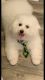 Bichon Frise Puppies for sale in Orland Hills, IL 60477, USA. price: NA