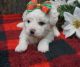 Bichon Frise Puppies for sale in Los Angeles, CA, USA. price: $500