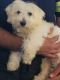 Bichon Frise Puppies for sale in Suffolk County, NY, USA. price: $1,200