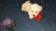 Bichon Frise Puppies for sale in Spring Hill, FL, USA. price: NA