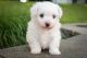 Bichon Frise Puppies for sale in Indianapolis, IN, USA. price: NA