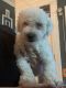 Bichon Frise Puppies for sale in Brooklyn, NY, USA. price: NA