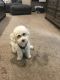 Bichon Frise Puppies for sale in Springville, UT, USA. price: NA