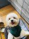 Bichon Frise Puppies for sale in Waukegan, IL, USA. price: NA