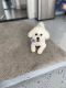 Bichon Frise Puppies for sale in Dallas, TX, USA. price: $2,500