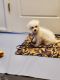 Bichon Frise Puppies for sale in Peoria, AZ, USA. price: $3,000