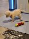 Bichon Frise Puppies for sale in Peoria, AZ, USA. price: $3,000