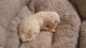 Bichon Frise Puppies for sale in Hiddenite, NC 28636, USA. price: NA
