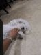 Bichon Frise Puppies for sale in South Hadley, MA 01075, USA. price: $1,000