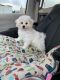 Bichon Frise Puppies for sale in SOUTHRN SHORE, NC 27949, USA. price: NA