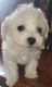 Bichon Frise Puppies for sale in Lancaster, CA 93534, USA. price: $350