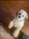 Bichon Frise Puppies for sale in Bay Shore, NY, USA. price: $1,500