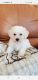 Bichon Frise Puppies for sale in Riverside, CA 92509, USA. price: $1,300