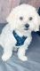 Bichon Frise Puppies for sale in New York, NY, USA. price: $1,750