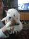 Bichon Frise Puppies for sale in Mt Pleasant, MI 48858, USA. price: NA