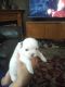 Bichon Frise Puppies for sale in Mt Pleasant, MI 48858, USA. price: $1,000